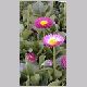 Bellis_perennis.html