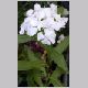 Dianthus_barbatus.html