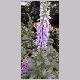 Digitalis_purpurea.html