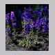 campanula_medium.html