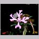 Clarkia_elegans2.html