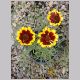 Coreopsis_tinctoria3.html