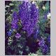 Delphinium_ajacis.html