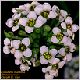 Lobularia_maritima1.html