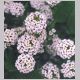 Lobularia_maritima2.html