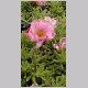 Portulaca_grandiflora.html