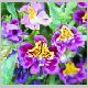 Schizanthus_wisetonensis1.html