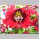 Schizanthus_wisetonensis.html