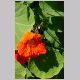 Tropaeolum_majus3.html