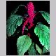 amaranthus_caudatus1.html