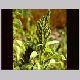 amaranthus_paniculatus_a1.html