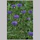 centaurea_cyanus.html