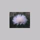 centaurea_moschata.html