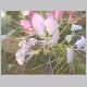 cleome_spinosa.html