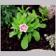 convolvulus_tricolor1.html