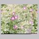 convolvulus_tricolor.html