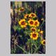 coreopsis_tinctoria1.html