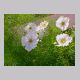 cosmos_bipinnatus1.html