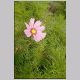 cosmos_bipinnatus.html