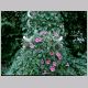 ipomoea_purpurea1.html