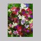 lathyrus_odoratus.html