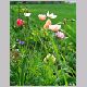 papaver_nudicaule2.html