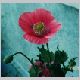 papaver_somniferum.html