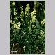 reseda_odorata1.html