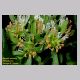 reseda_odorata2.html