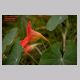 tropaeolum_majus.html