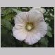 Alcea_rosea.html