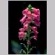 Digitalis_purpurea.html