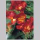 Freesia_hybrida.html