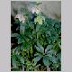 Helleborus_niger.html