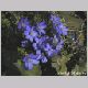 Hepatica_nobilis.html