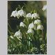 Leucojum_vernum.html