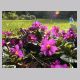 Primula_Juliae.html