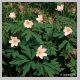 anemone_nemorosa1.html