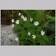 anemone_nemorosa.html