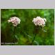 dianthus_barbatus1.html