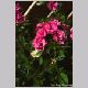 dianthus_barbatus2.html