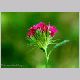 dianthus_barbatus.html