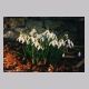 galanthus_nivalis.html