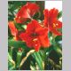 hippeastrum_hybridum.html