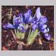 iris_reticulata.html