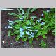 myosotis_sylvatica1.html