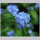 myosotis_sylvatica2.html