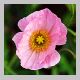 papaver_nudicaule2.html