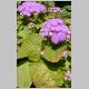 Ageratum_houstonianum.html