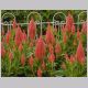 Celosia_plumosa1.html